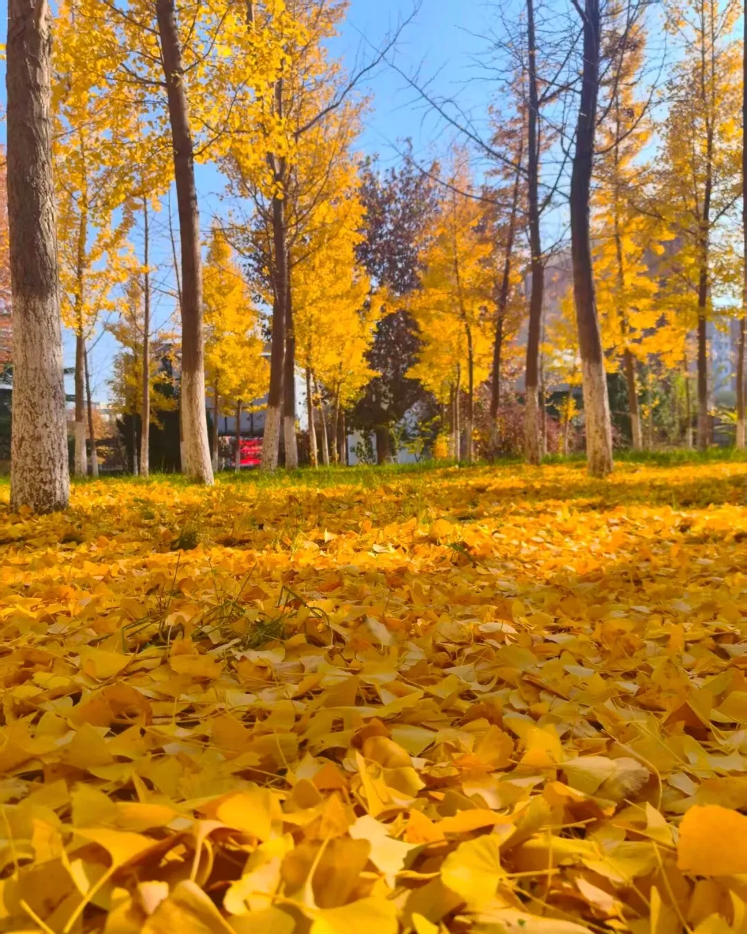 Golden autumn leaves marking the six-week turn from summer to autumn