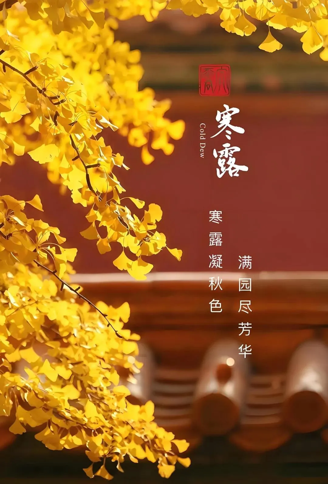 Golden ginkgo leaves against a traditional red wall in late autumn — a Cold Dew scene
