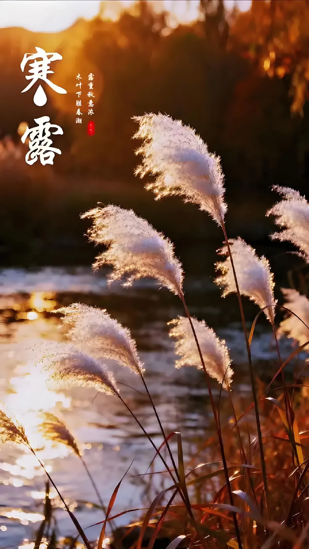 Backlit reed flowers beside a river at sunset — a Cold Dew landscape of late autumn light