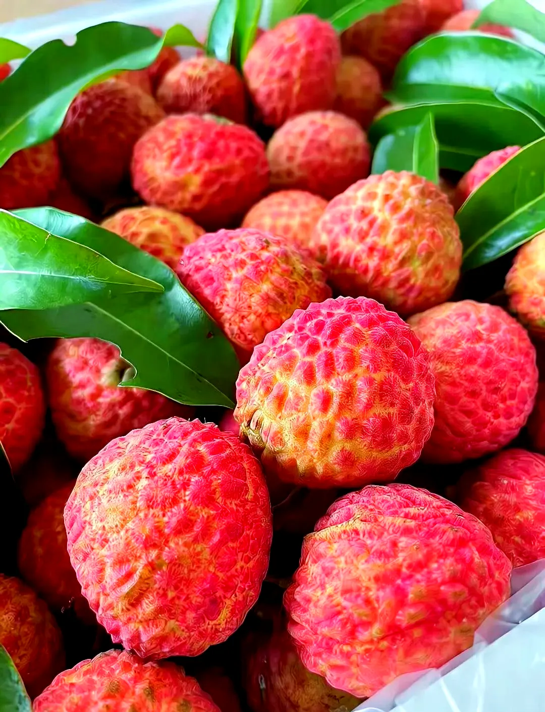 Fresh lychees at peak season — a summer solstice fruit enjoyed across southern China during the longest days