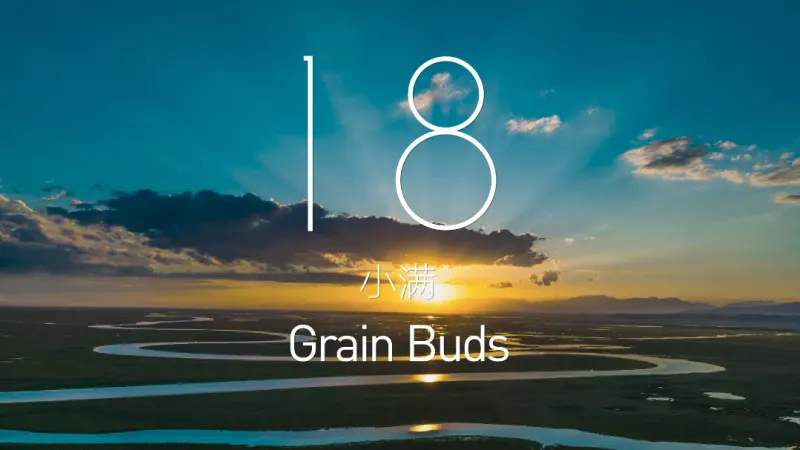 Grain Full