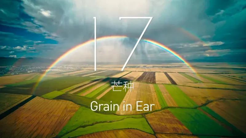 Grain in Ear