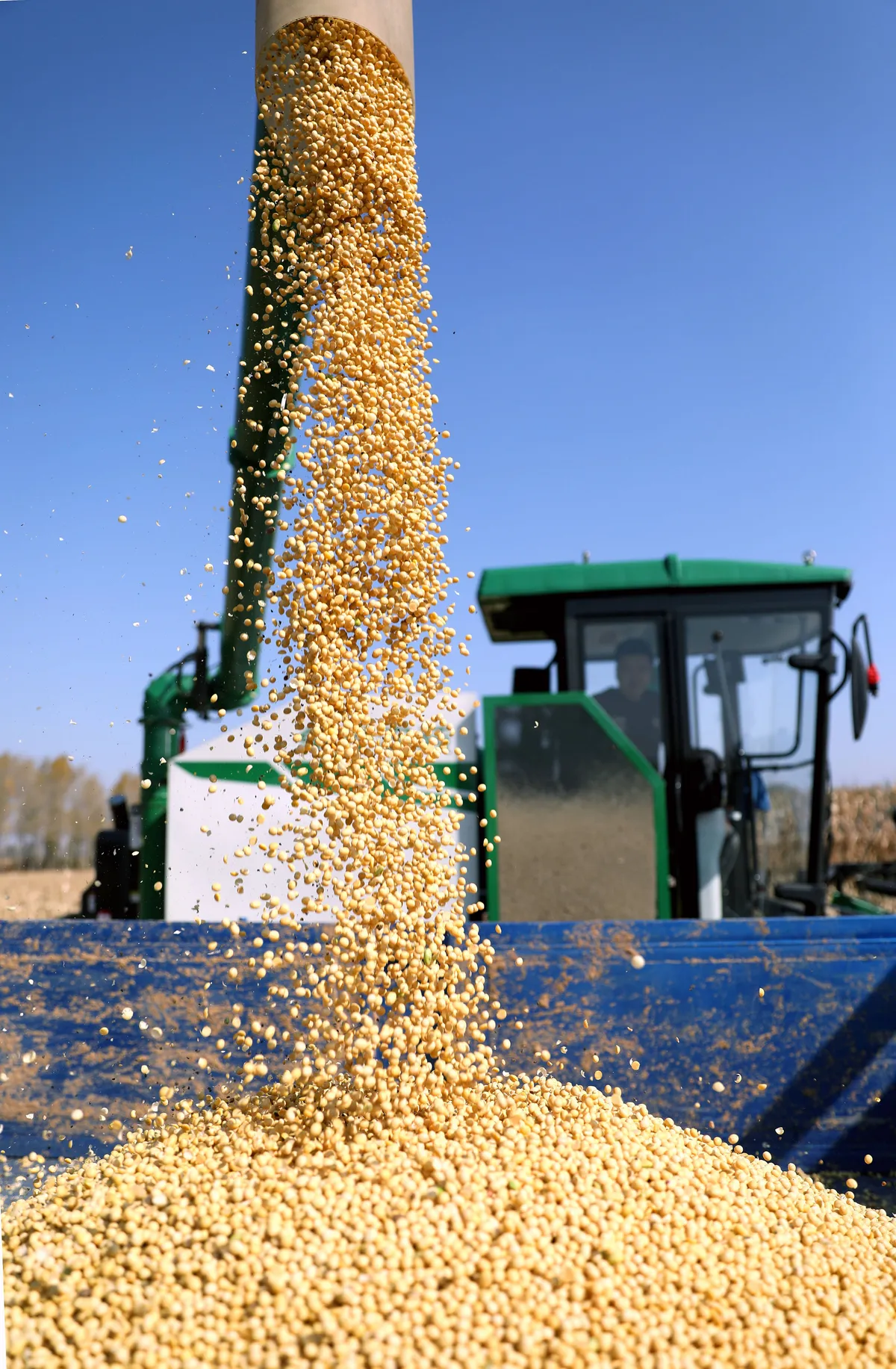 Soybean harvest machinery in the fields near End of Heat — crops race the solar-term deadline