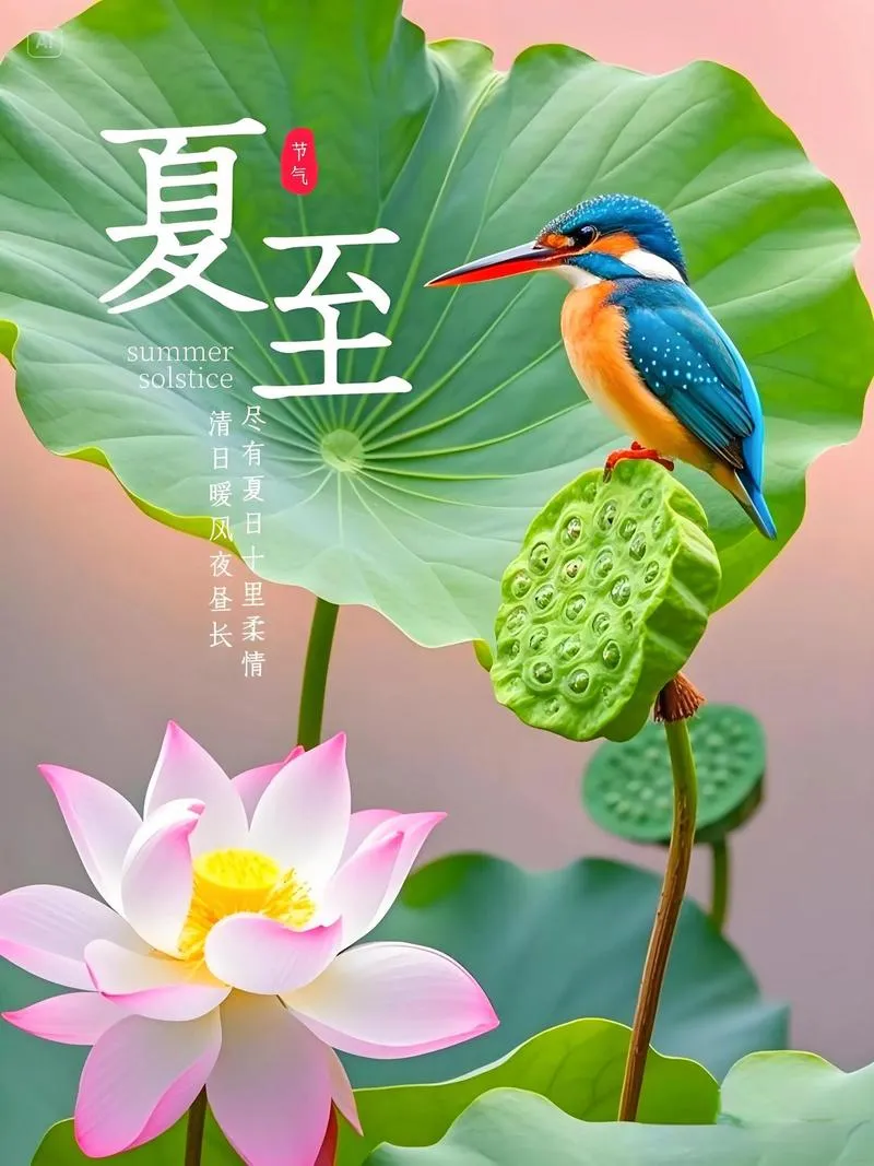 Lotus flowers at peak bloom in summer — the phenological signature of the summer solstice in East Asia